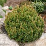 Mungo Pine Slowmound