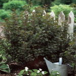 Ninebark Summer Wine