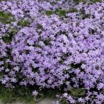 Creeping Phlox Emerald