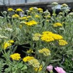 Yarrow Little Moonshine