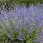 Russian Sage Little Spire