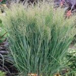 Switch Grass Northwind