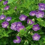 Geranium Rozanne