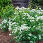 Spirea Van Houtte