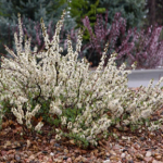 Sand Cherry Pawnee Buttes