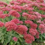 Stone Crop Autumn Fire