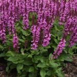 Meadow Sage Rose Marvel