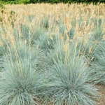 Blue Fescue Cool As Ice