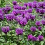 Bee Balm Upscale Red Velvet