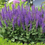 Meadow Sage Blue By You