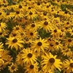 Black Eyed Susan American Gold Rush