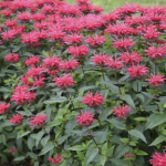 Bee Balm Upscale Red Velvet